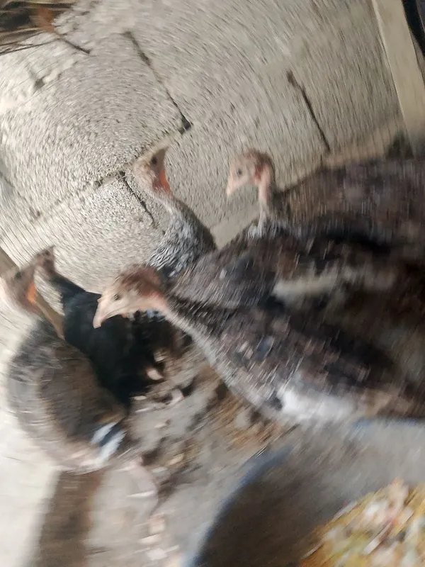 2 oylik kurks jujalari sotiladi manzil buxoro vobkent 3