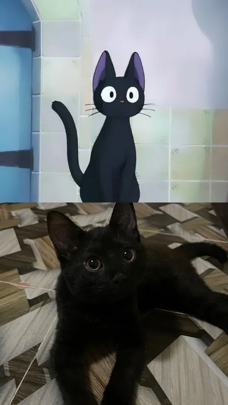 Кошка 1 Кошка 1