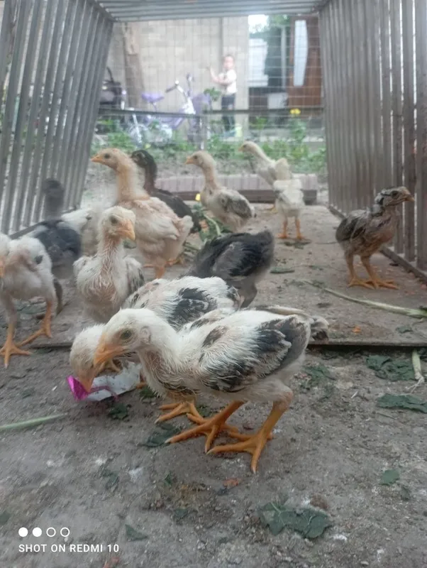 Dakan jojalar sotiladi 11 ta dakan 3 xaftalik — фото 2