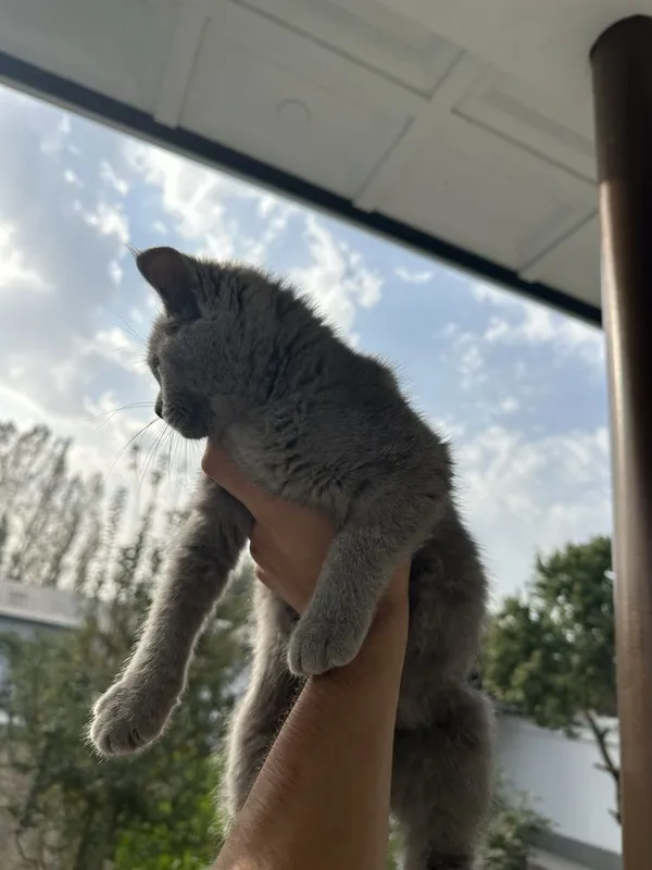 кошка : скоти страйт — фото 2