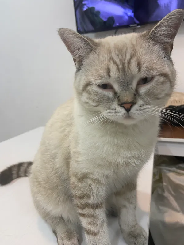 Британский кот 4 Британский кот 4