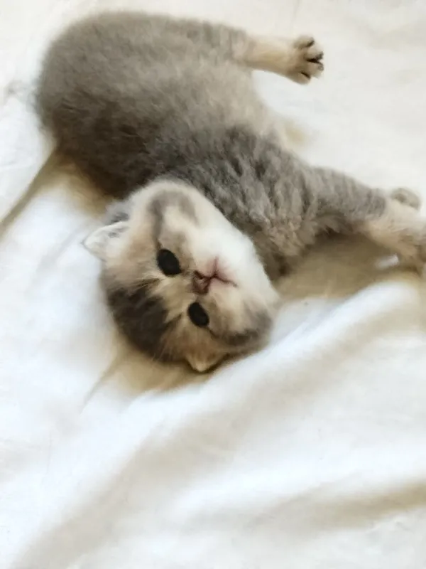 Срочно Продаётся котят — фото 6