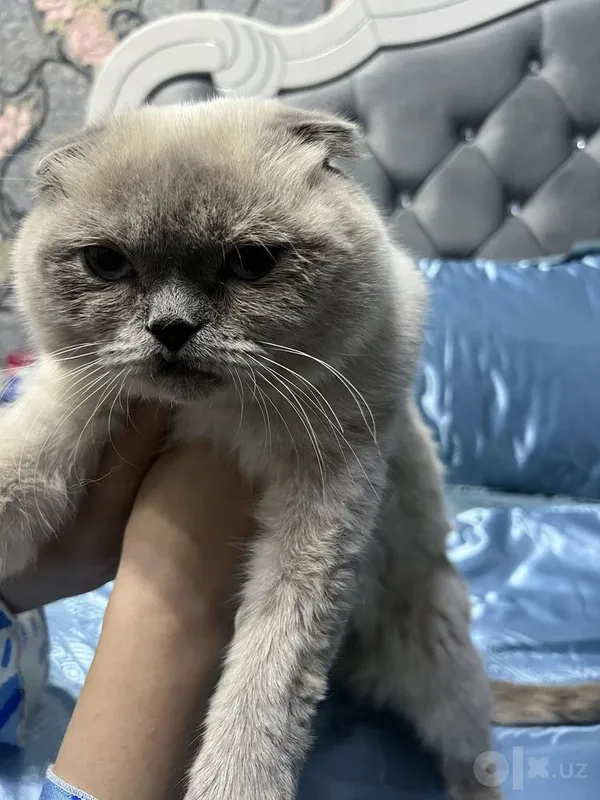 Шотландская вислоухая сотилади 1 Шотландская вислоухая сотилади 1