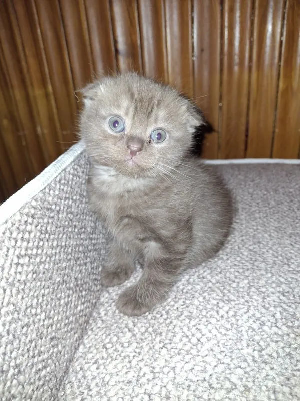Скотиш фолд продажа — фото 2