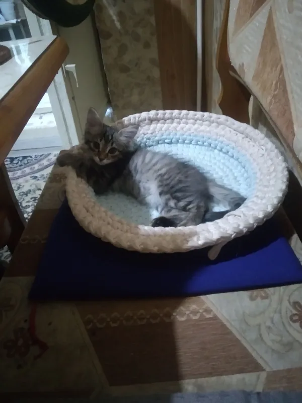 котята 7 котята 7