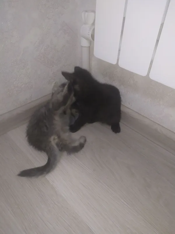 Котята 4