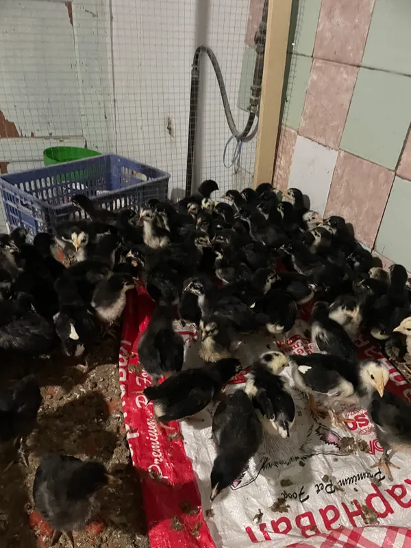 Андижон Кора Шахзода цыплята 1 Андижон Кора Шахзода цыплята 1