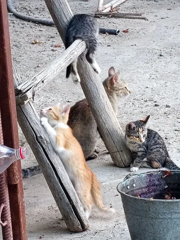 Отдадим кошек/котов бесплатно в хорошие руки . — фото 3