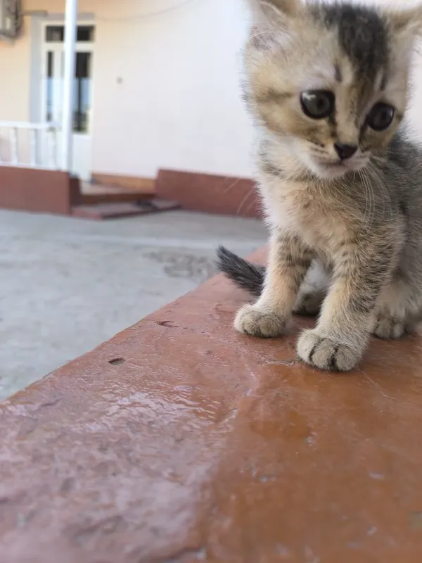Scottish fold mushukchalar 2