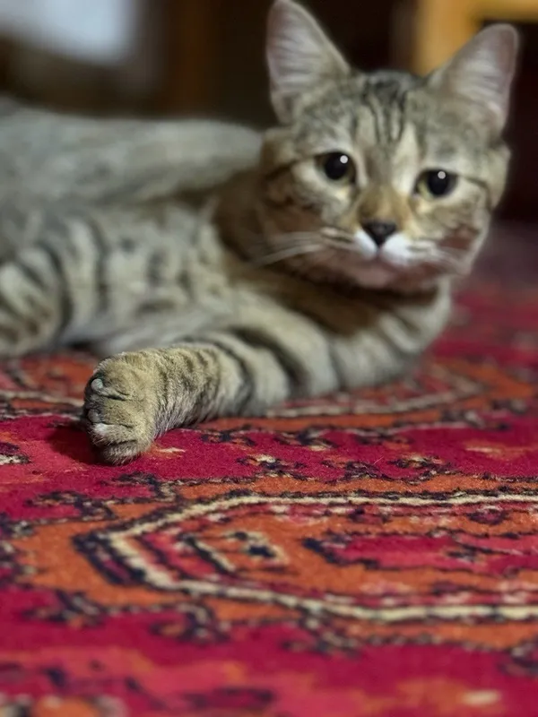 mushuk