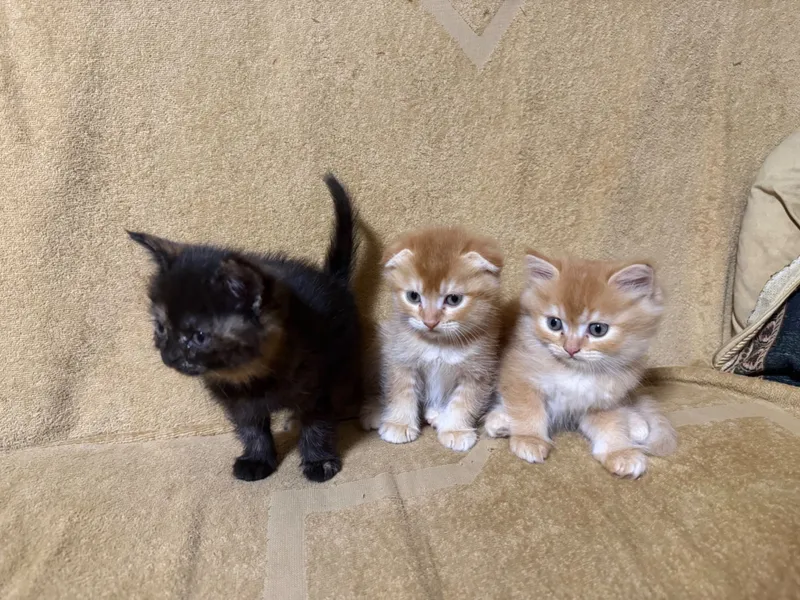 Продаются котята
