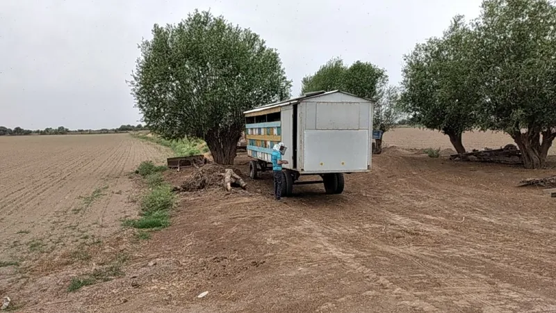 Продам пчелоприцеп — фото 2