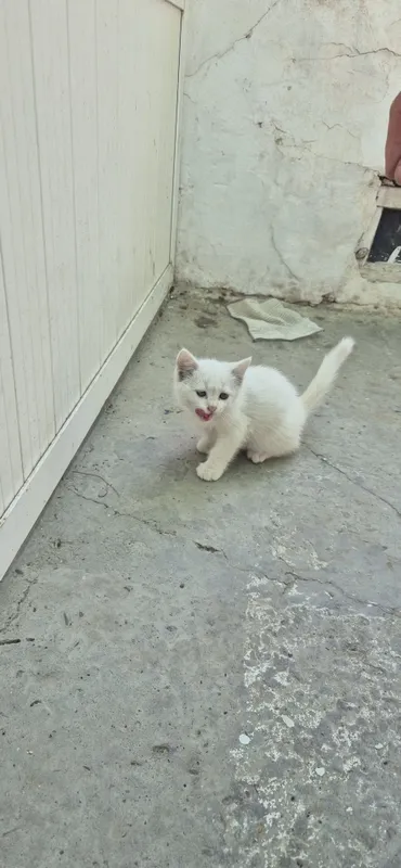 Продаётся котёнок породистый умный чистый 3 Продаётся котёнок породистый умный чистый 3