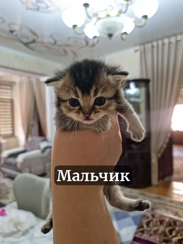 Котята под бронь — фото 2
