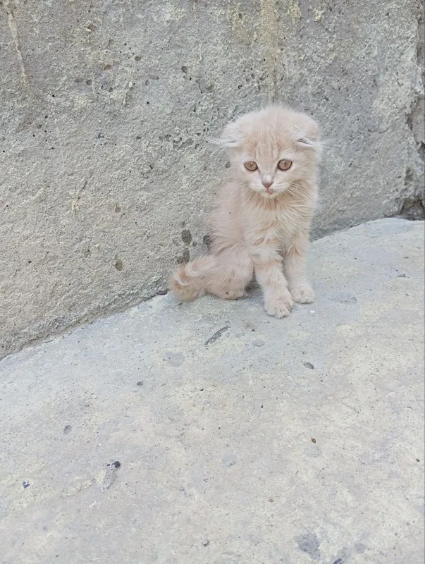Fold 3 oylik latok biladi