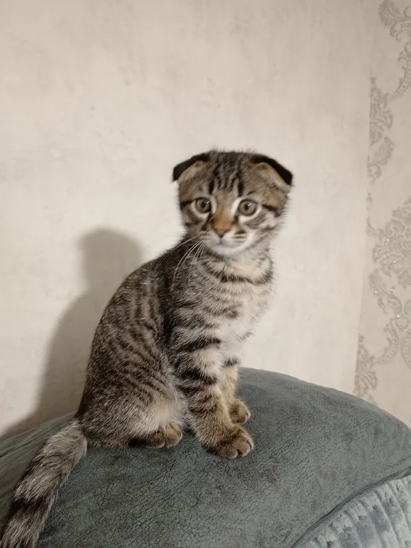 Вислоухий кот продаётся — фото 2
