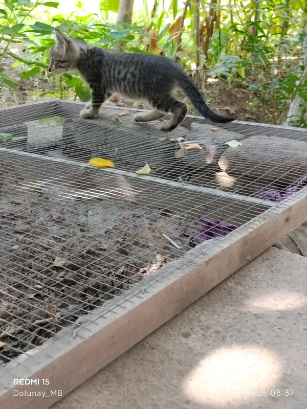 Котёнок 4 Котёнок 4