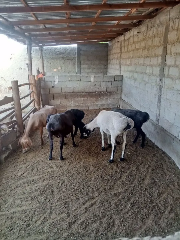 Ona bola isori sotiladi 2 Ona bola isori sotiladi 2