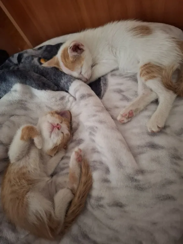 Отдам котят в добрые руки 3 Отдам котят в добрые руки 3