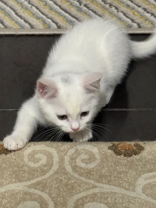 Милые котята в добрые руки Котятам 4 месяца, ласковые, игривые — фото 4