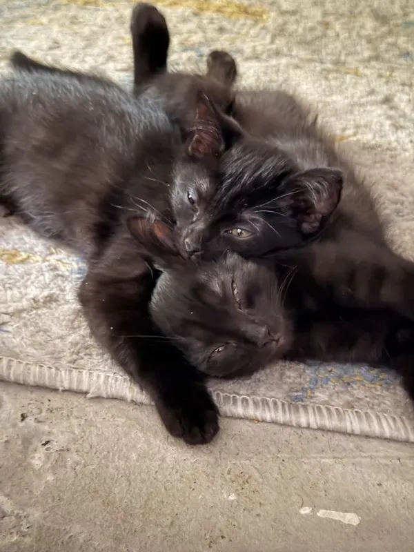 Чёрные котята от персидской кошки в добрые руки 2 Чёрные котята от персидской кошки в добрые руки 2
