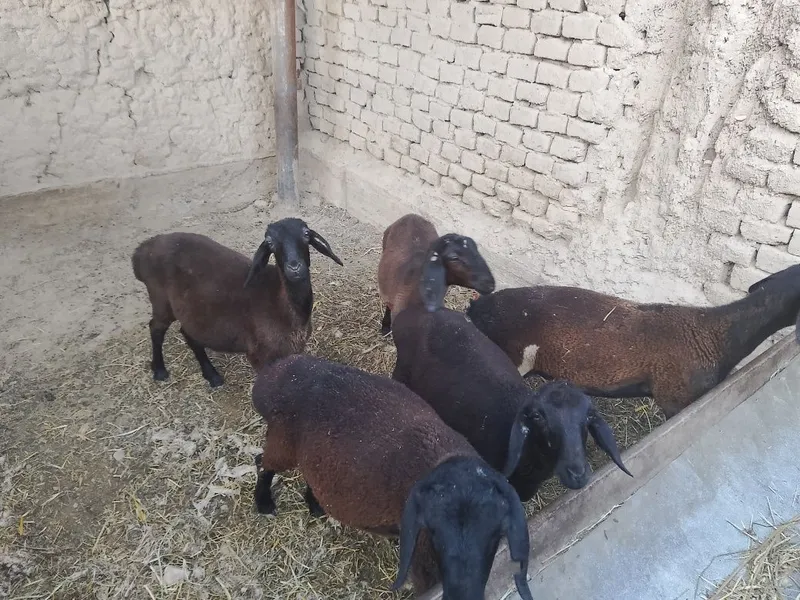 Hisori qoʼylar 5 dona 4 Hisori qoʼylar 5 dona 4