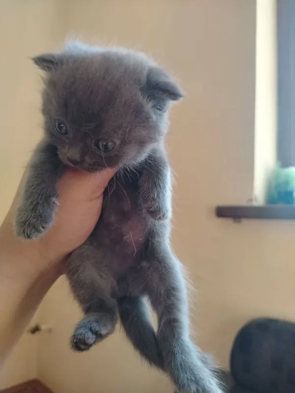 Продаются котята 3