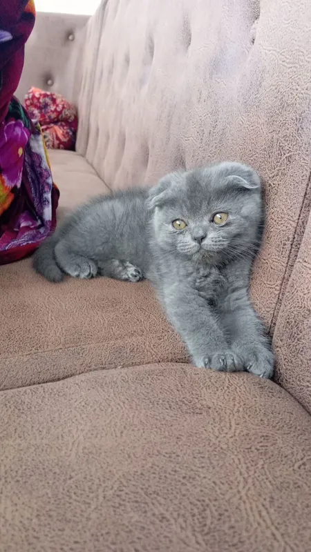 Cкотш фолд британиский