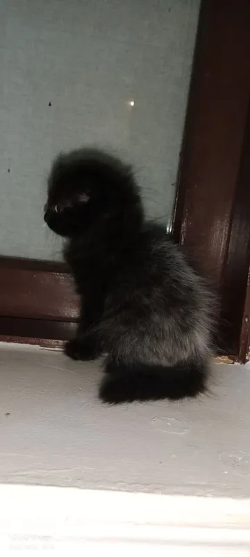 Zottor mushukcha 2 Zottor mushukcha 2