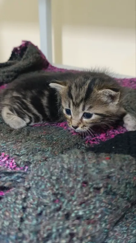 Смешанные котёнки( с бенгал )- отдам даром в добрые руки! Малышу 1 мес — фото 2