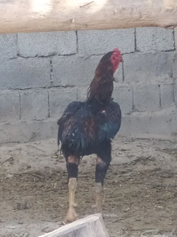Dakan xoʻroz sotiladi 4