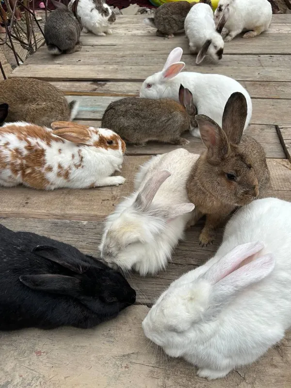 Zotli quyonlar ukollari qilingan 3 Zotli quyonlar ukollari qilingan 3
