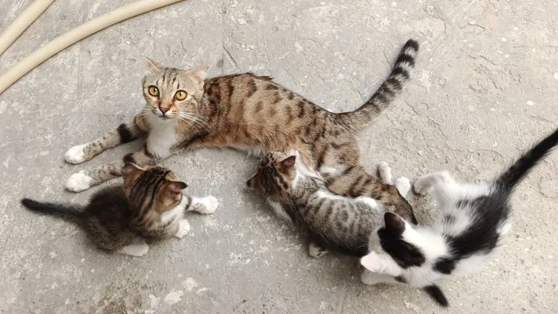 Mushuk bolalari bilan 1 Mushuk bolalari bilan 1