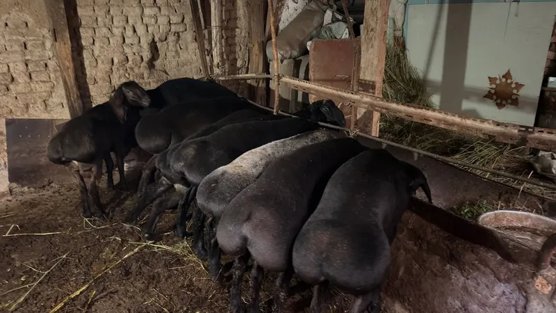 Qurbonlika qochqorla bor sog'lom quloqlari butun — фото 1