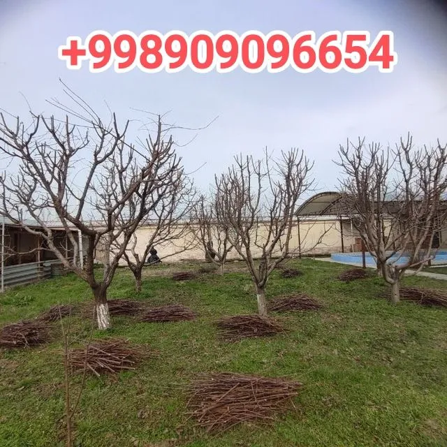 Богбон Садовник ,Gardener 2 Богбон Садовник ,Gardener 2