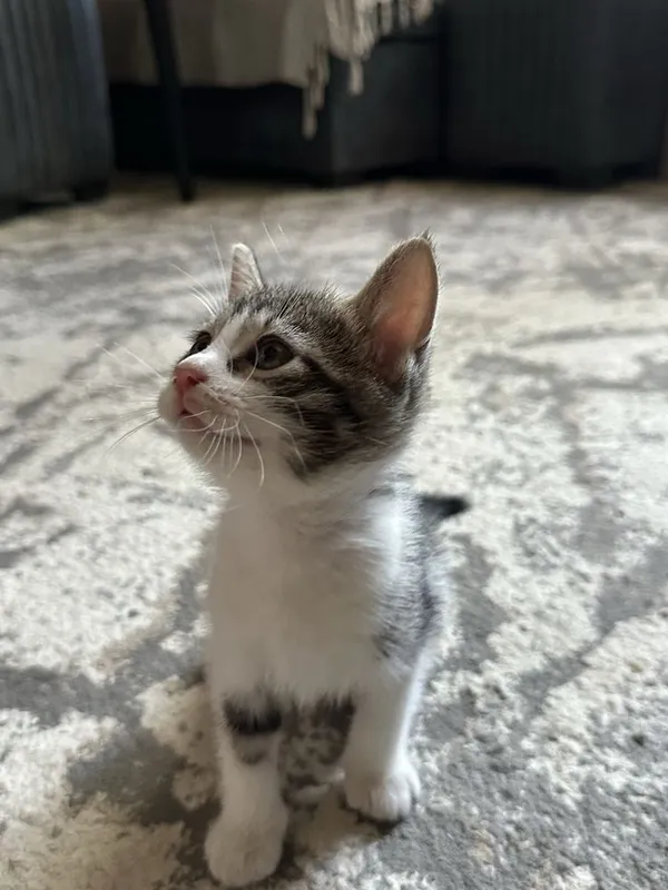 Котёнок(мальчик) ищет любящую семью 4 Котёнок(мальчик) ищет любящую семью 4