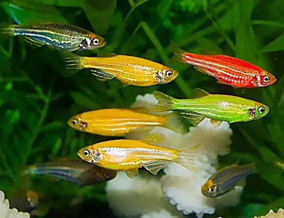 Danio baliqlari yorqin xarxil ranglarda bor