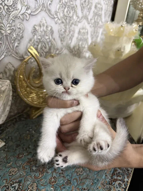 Кошка Британская шиншилла тоза кон — фото 4