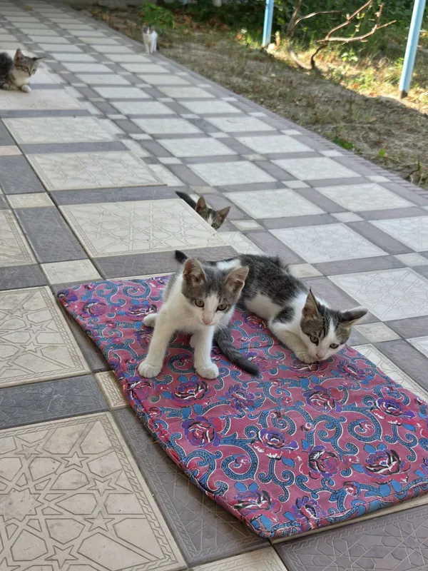 7 котят и 1 мама 2
