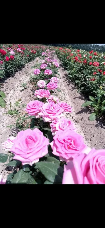 Istalgan turdagi gul ko'chatlari bor 300 xil — фото 5