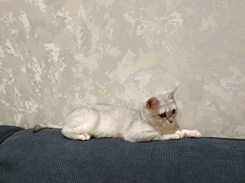 Shinshilla serebristaya. Sotiladi. Продается