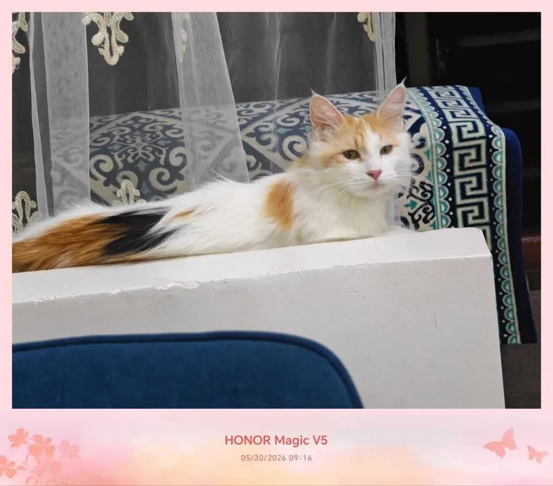 Кошка, стерилизованная, очень милая подруга — фото 2