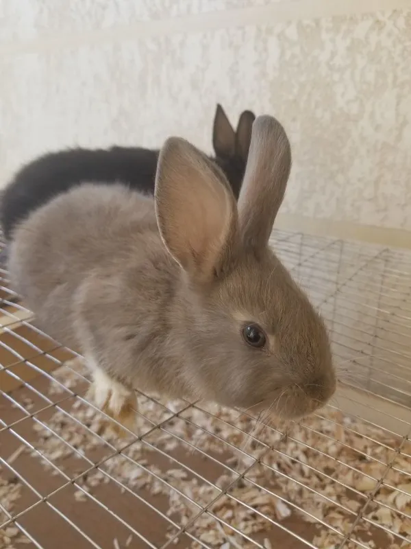 Karlik quyonlar sotiladi chiroyli damashni 6