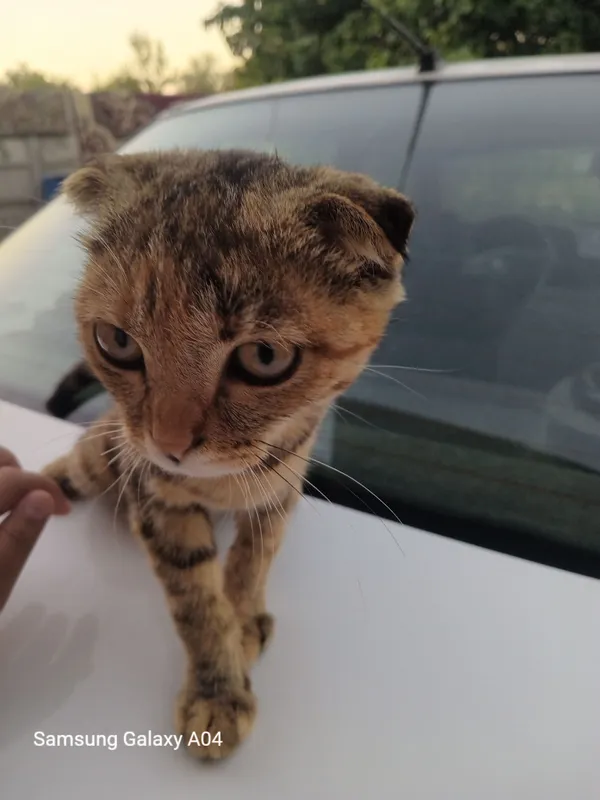 котёнок Scottish Fold, девочка, 3,5 месяца 1 котёнок Scottish Fold, девочка, 3,5 месяца 1