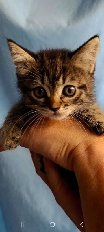 Котята ищут семьи! 6 Котята ищут семьи! 6