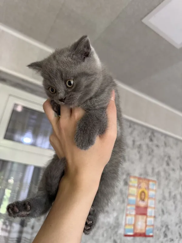 Чистокровные шотландские котята — фото 7 Чистокровные шотландские котята — фото 7
