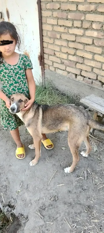 Продаётся щенок, 100 000, цена ещё обсуждается 2 Продаётся щенок, 100 000, цена ещё обсуждается 2