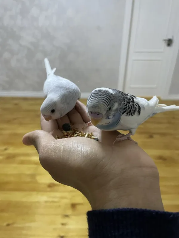 Волнистые попуги