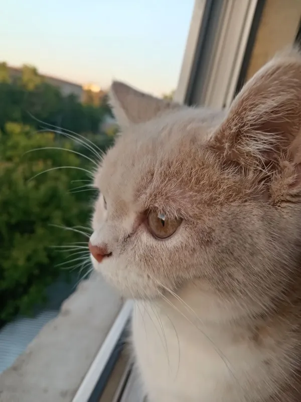 Mushuk bolasi hadya qilinadi