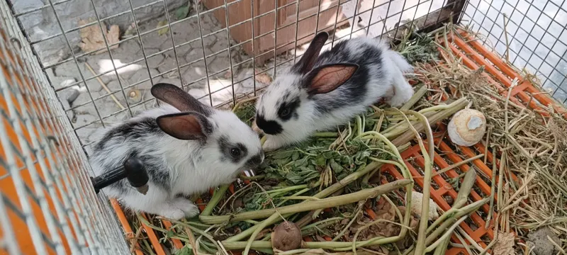 Кольчата 2 месяца — фото 4